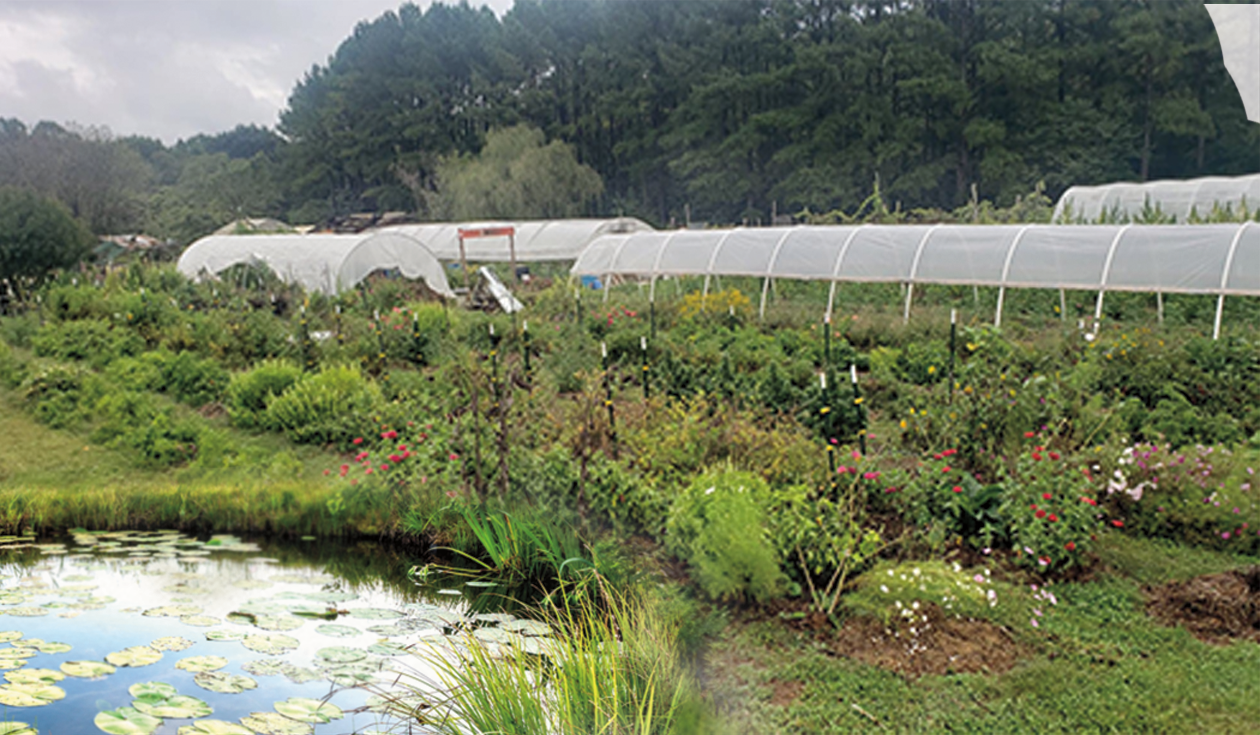 Jolly Pond Farm